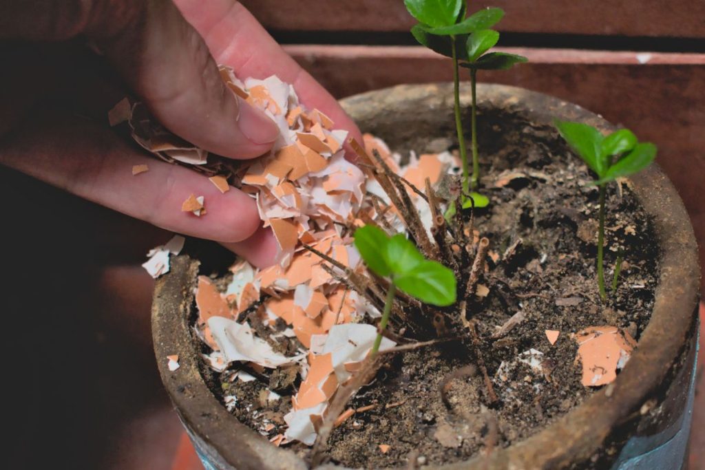 Coquilles d’œufs et orchidées