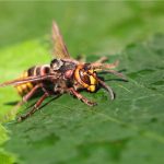 Ces plantes attirent les frelons asiatiques