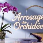 orchidée phalaenopsis violette en pot avec arrosage
