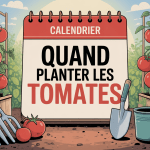 Illustration potager tomates quand planter