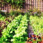 11 légumes qui repoussent chaque année