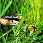 Serpents dans le jardin