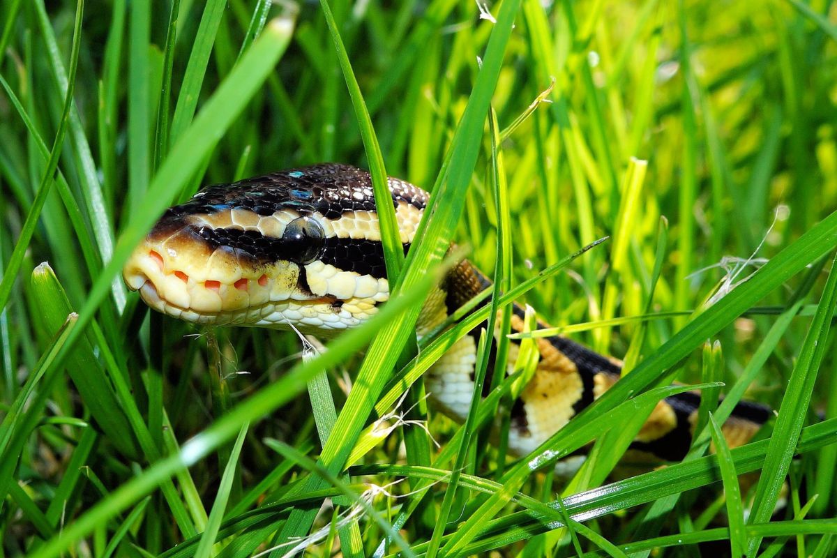 Serpents dans le jardin