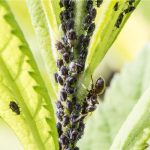 un ingrédient comme un insecticide naturel