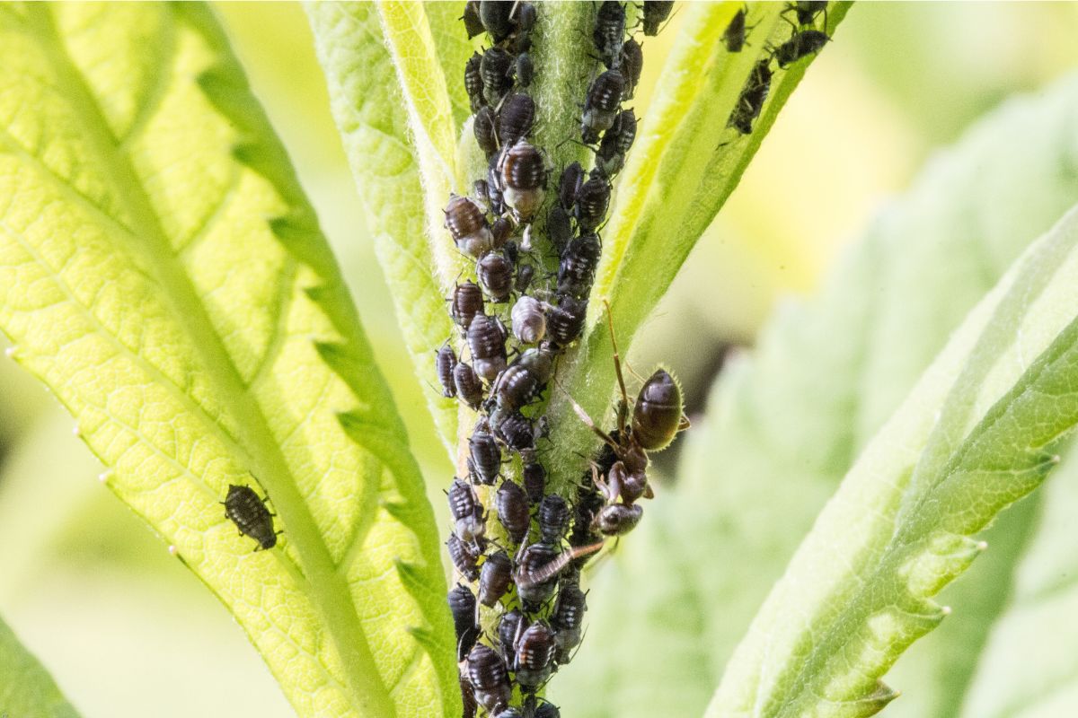 un ingrédient comme un insecticide naturel