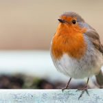 attirer les rouges-gorges
