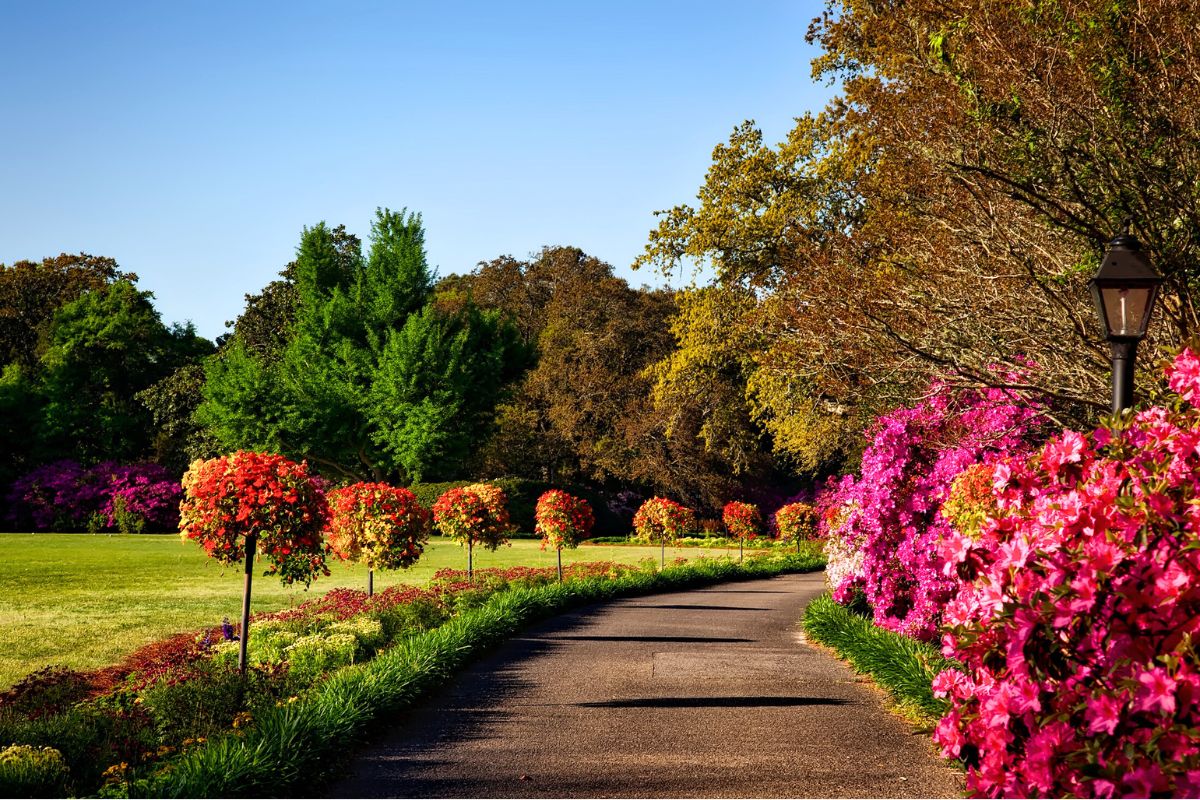 arbres à fleurs