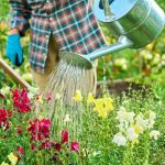 meilleure heure pour arroser son jardin
