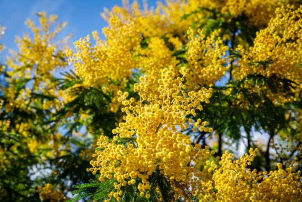 mimosa