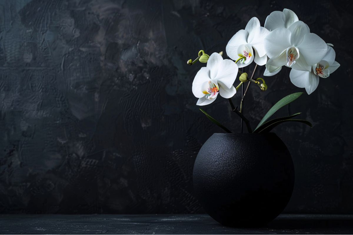 orchidée dans un pot noir