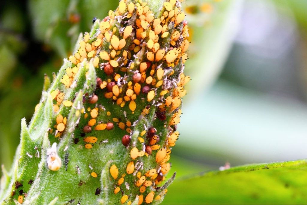 solutions naturelles contre les pucerons, chenilles et limaces