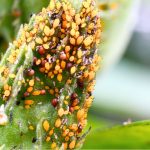 solutions naturelles contre les pucerons, chenilles et limaces